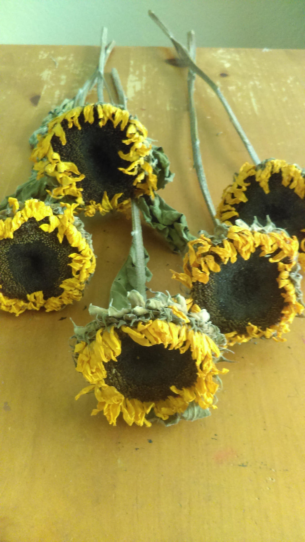 Dried sunflower bundle-- weddings, fall, rustic, primitive decor
