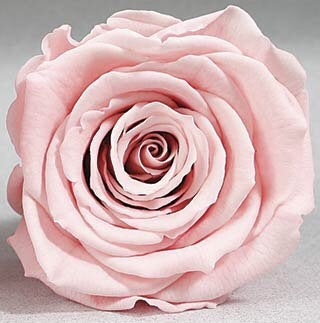 24 high quality mini freeze dried roses measuring 1.5 inches in the mo –  The Gathering Garden