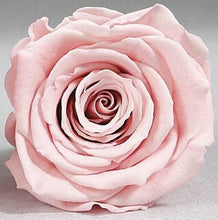 Load image into Gallery viewer, 24 high quality mini freeze dried roses measuring 1.5 inches in the most gorgeous colors! Comes in a beautiful box.
