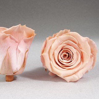 24 high quality mini freeze dried roses measuring 1.5 inches in