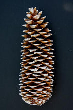 Load image into Gallery viewer, Sugar Pine Cones Natural or Colored in Gold Leaf , Silver Leaf , White tipped or Varnish up 14&quot;
