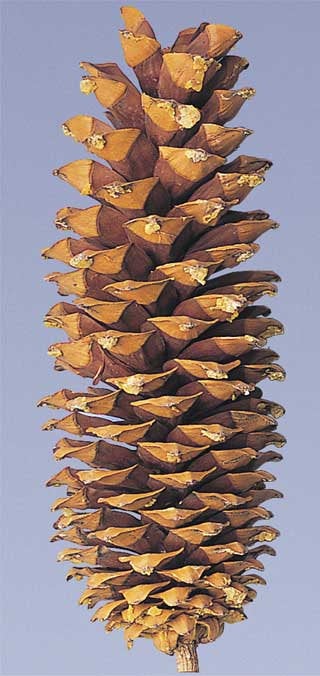 Sugar Pine Cones Natural or Colored in Gold Leaf , Silver Leaf , White tipped or Varnish up 14