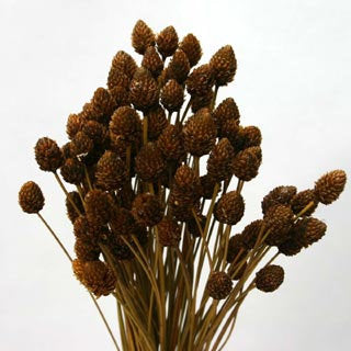 3 Sweet Bunches of Brown Pimentina Stems for Fall crafting, weddings and decor - brown wedding, decor brown floral accents, dried wedding