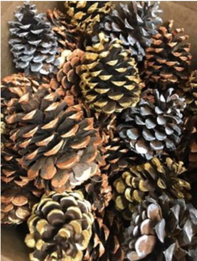 Metallic pinecone collection - silver copper gold tipped pinecones