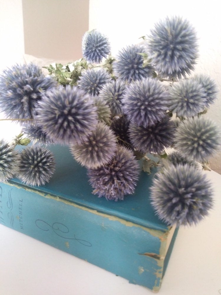 Dried Echinops bundle in pale blue grey pre order for August