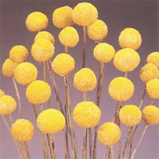 3 bunches of dried yellow billy balls- spunky fun craspedia perfect for spring and easter decor