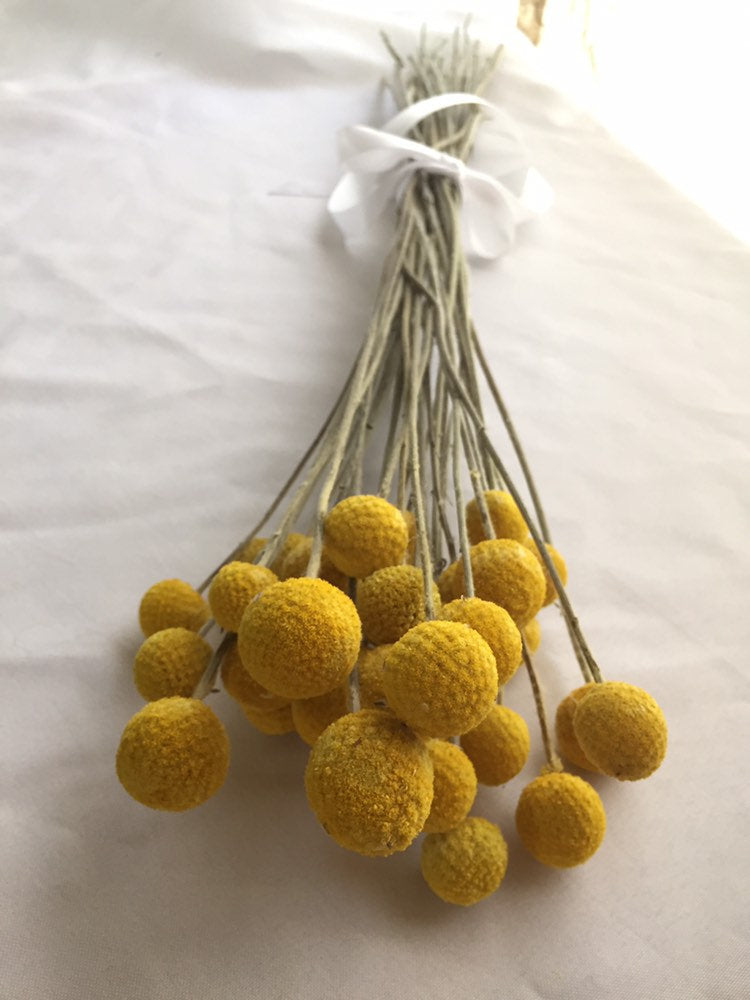 3 Bunches of Lovely Yellow Craspedia (Billy Balls)