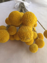 Load image into Gallery viewer, 3 Bunches of Lovely Yellow Craspedia (Billy Balls)
