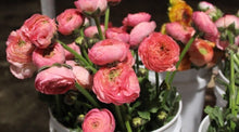 Load image into Gallery viewer, 50 Fresh Italian ranunculus (USA grown) gorgeous colors (mix and match)
