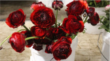 Load image into Gallery viewer, 50 Fresh Italian ranunculus (USA grown) gorgeous colors (mix and match)
