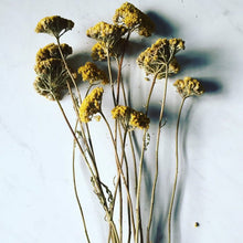 Load image into Gallery viewer, 3 bundles of dried yarrow- dried fall flowers and herbs - fall decor
