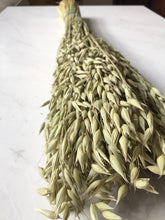 Load image into Gallery viewer, 3 bundles of dried Aveena (oats) perfect for fall---fall decor- dried flowers-dried herbs
