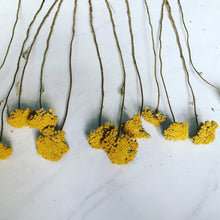 Load image into Gallery viewer, 3 bundles of dried yarrow- dried fall flowers and herbs - fall decor
