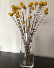 Load image into Gallery viewer, 3 bunches of dried yellow billy balls- spunky fun craspedia perfect for spring and easter decor
