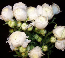 Load image into Gallery viewer, 40 Ranunculus. Lovely Holiday floral gift
