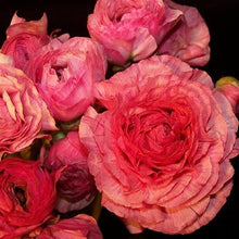 Load image into Gallery viewer, 40 Ranunculus. Lovely Holiday floral gift
