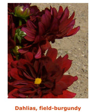 Load image into Gallery viewer, Fresh Dahlias - beautiful fall friends , birthday gift and any day gift
