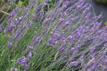 Lavender Plants- a wonderful addition to your garden - Live herb garden