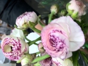 40 Ranunculus. Lovely Holiday floral gift