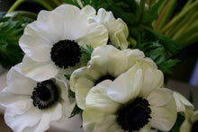 Load image into Gallery viewer, Fresh Anemones! Gorgeous colors!
