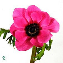 Load image into Gallery viewer, Fresh Anemones! Gorgeous colors!
