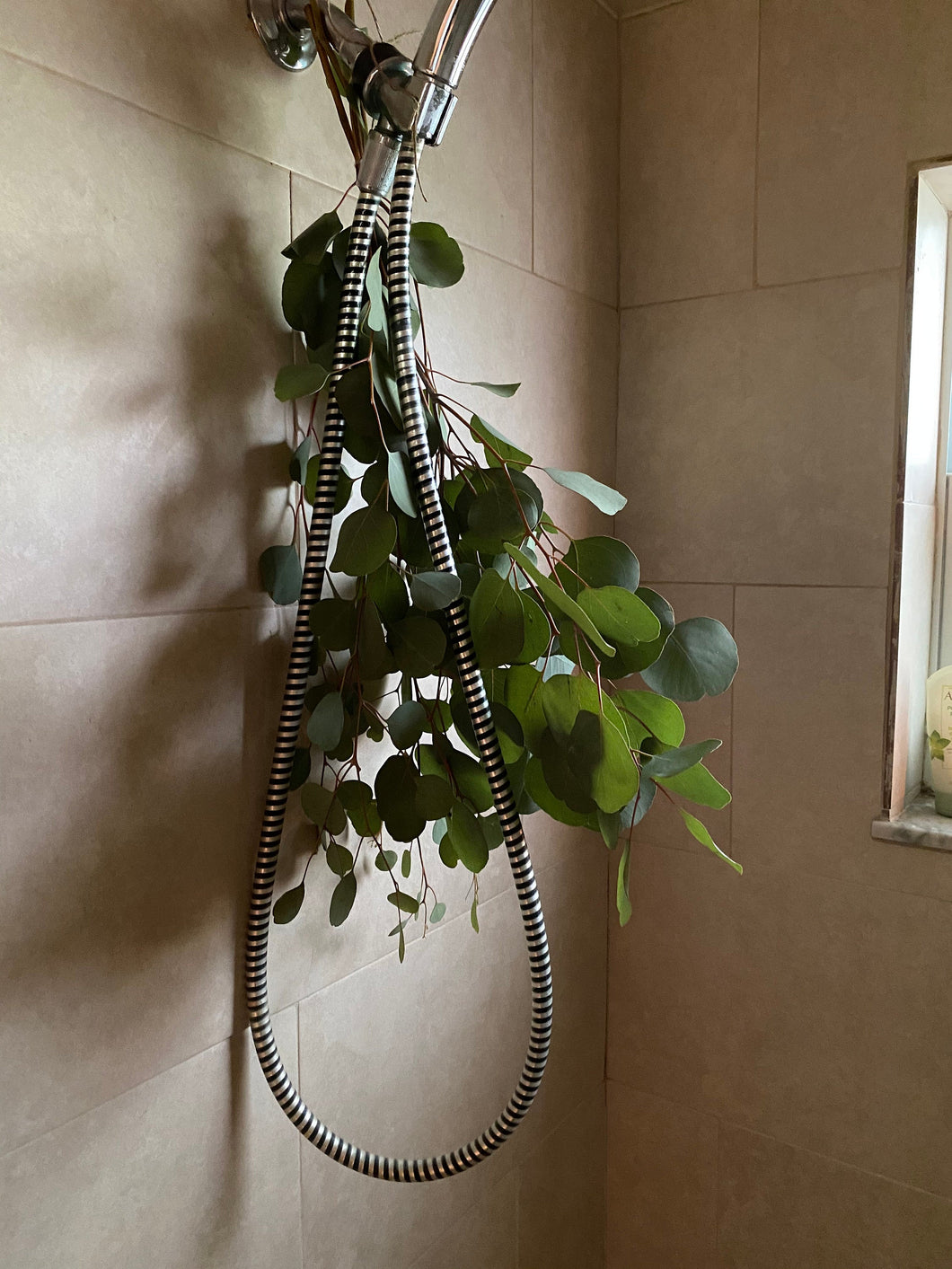 lavender plant in shower Natural Shower Steamers