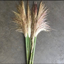 Load image into Gallery viewer, Fresh Pampas grass 30 stems
