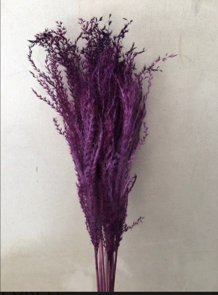 Gorgeous Purple dried Flowers - Eulalia Aurea