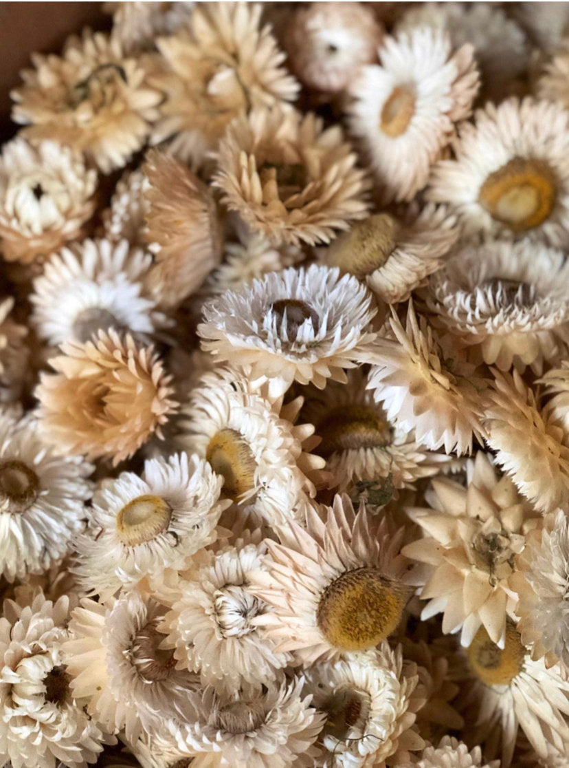 Bulk Dried strawflower heads