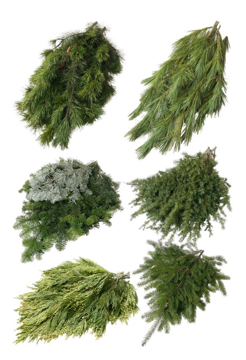 Mixed Fresh Holiday Greens 30 pounds, image size:828x1213
