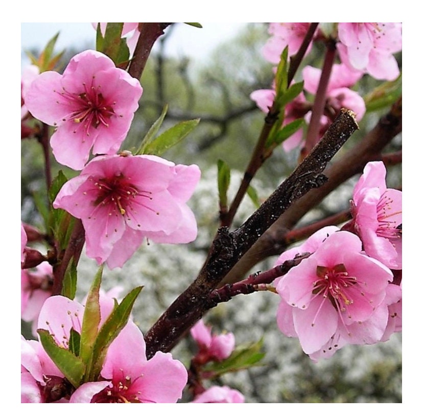 Flowering Peach Branches