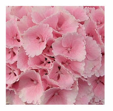 Load image into Gallery viewer, Fresh Hydrangea - 20-50 stems- gorgeous shades - summer flowers
