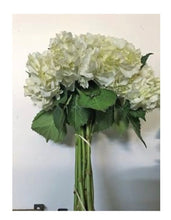 Load image into Gallery viewer, Fresh Hydrangea - 20-50 stems- gorgeous shades - summer flowers
