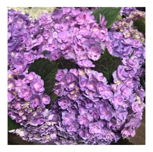 Load image into Gallery viewer, Fresh Hydrangea - 20-50 stems- gorgeous shades - summer flowers

