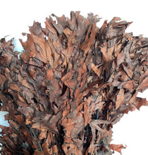 Load image into Gallery viewer, Dried chocolate brown oak leaves- fall oak decor - real dried oak leaves
