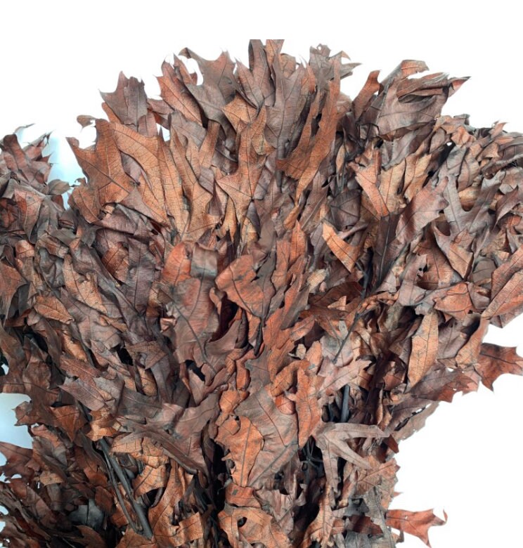Dried chocolate brown oak leaves- fall oak decor - real dried oak leaves