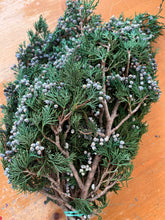 Load image into Gallery viewer, Preserved Juniper with Blue Berries
