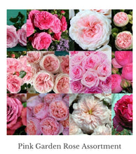 Load image into Gallery viewer, 48 Gorgeous Garden roses in beautiful shades
