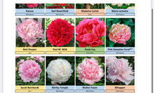 Load image into Gallery viewer, Fresh peony USA grown pre orders for May-July shipping
