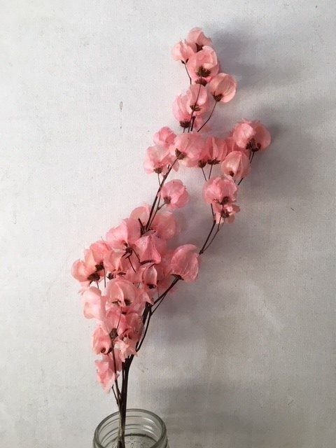 Dried light pink bougainvillea