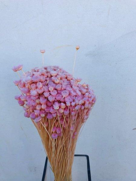 Dried light pink jazilda flowers