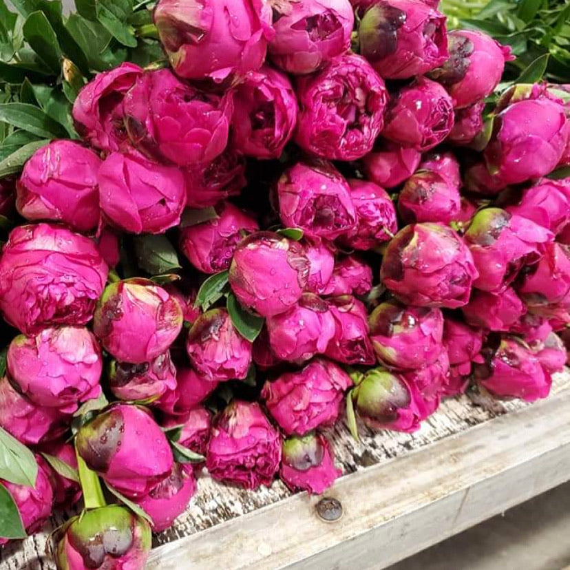 Fresh Flowers from the Garden Peonies Roses 20 booklet pane 5237-40 2017  USPS - Schaknat Elektronik