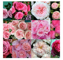 Load image into Gallery viewer, 48 Gorgeous Garden roses in beautiful shades
