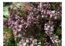 Load image into Gallery viewer, Fresh cut lilacs - two growers bunches
